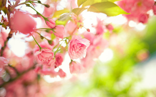 1042352 (a): :2880x1800